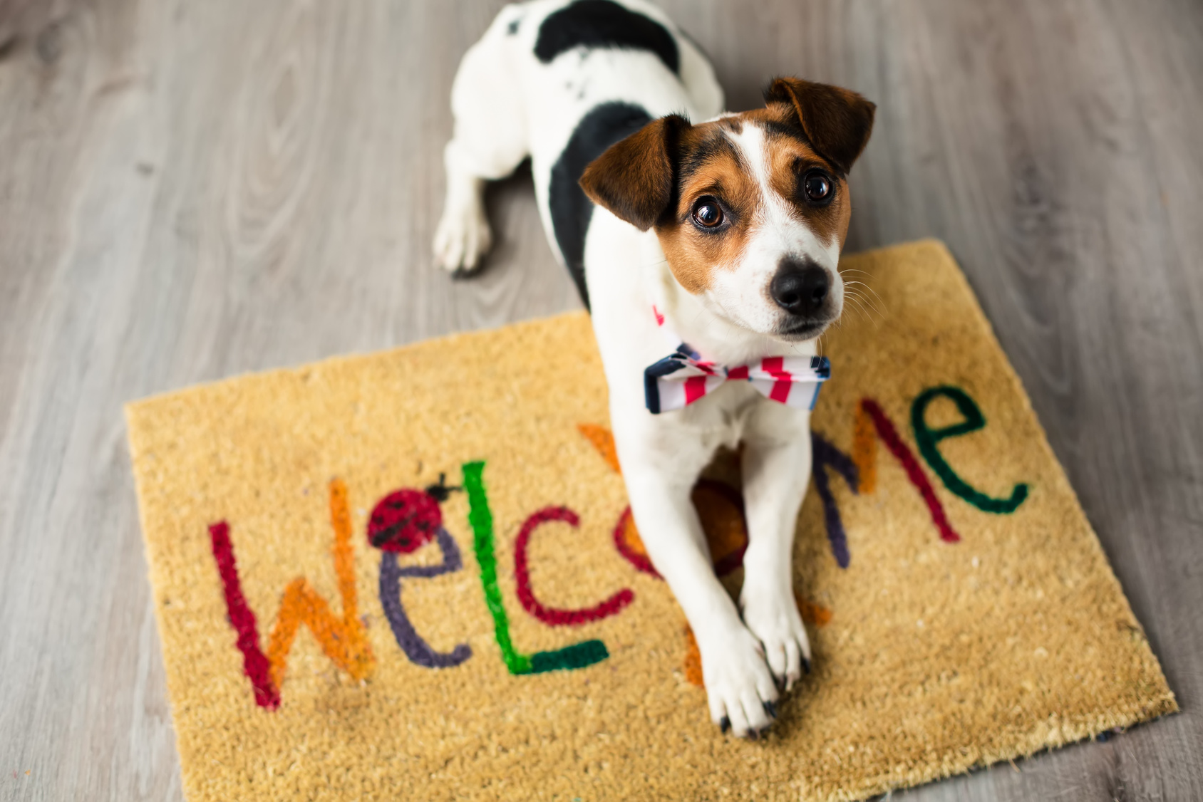 How Dog Owners Can Extend the Life of Their Carpet