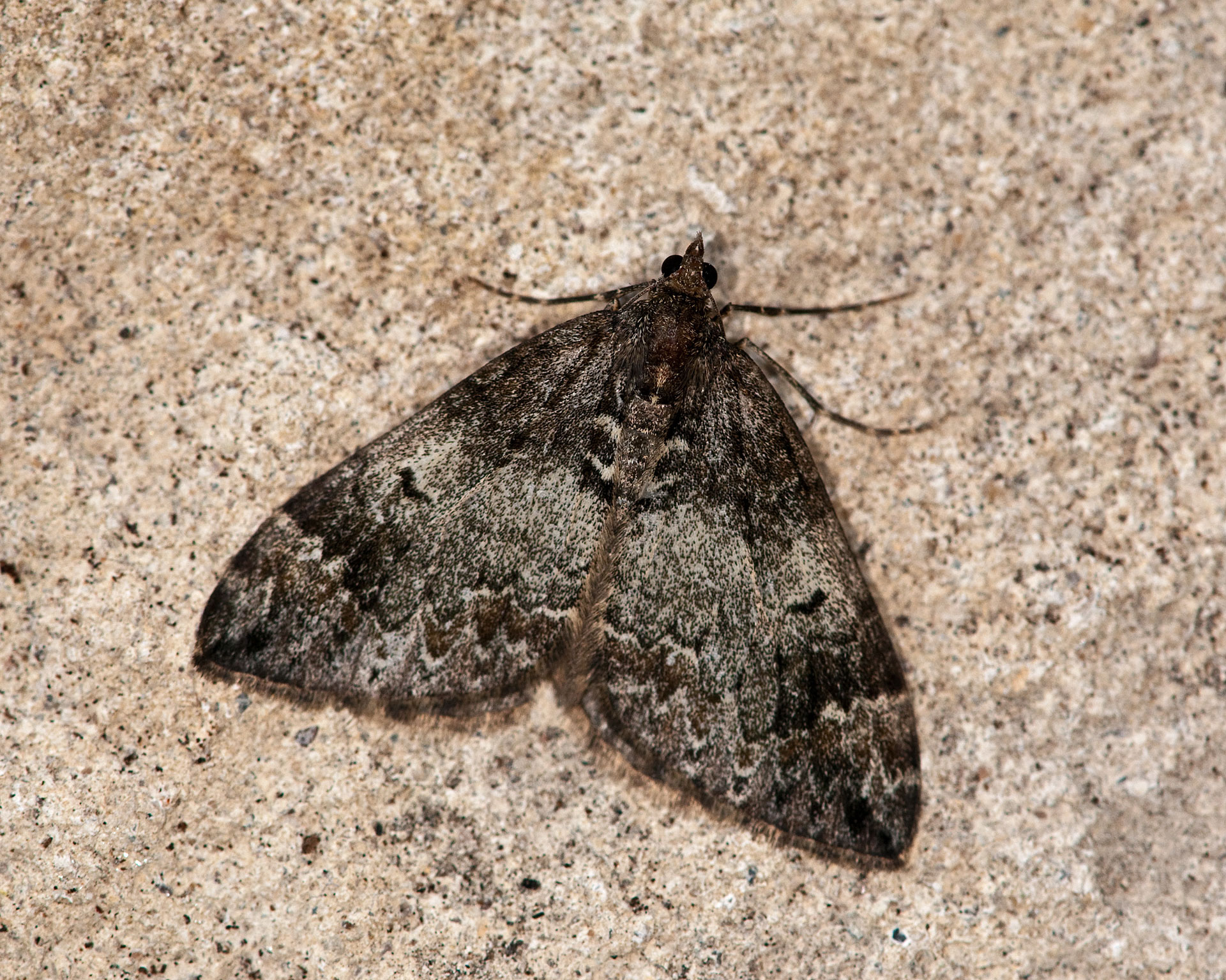 Prevent Carpet Moth Damage Preferred Carpet Care